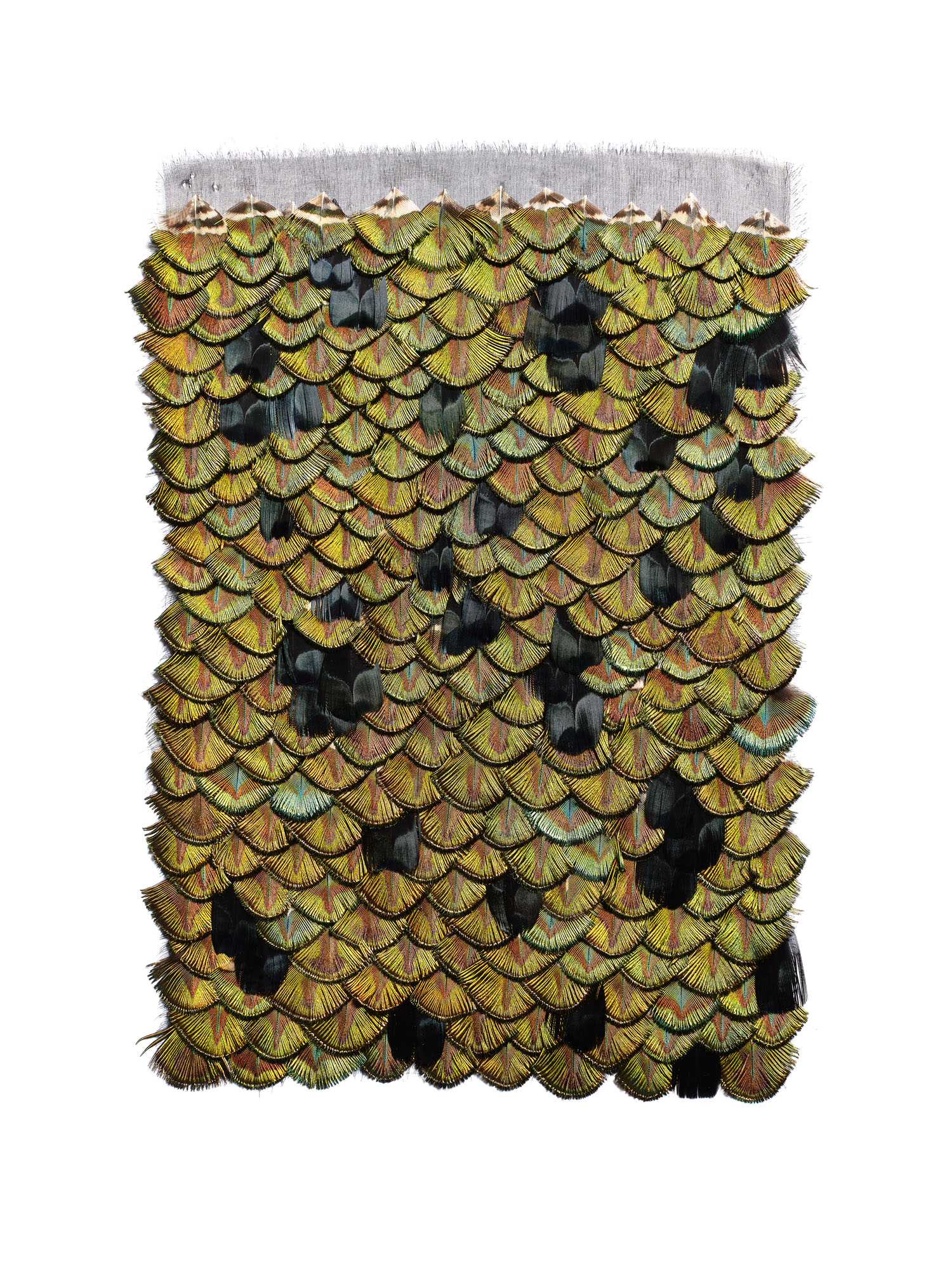 Echantillon plumasserie, Katai. Couleur : jaune, noir Catégorie : animal