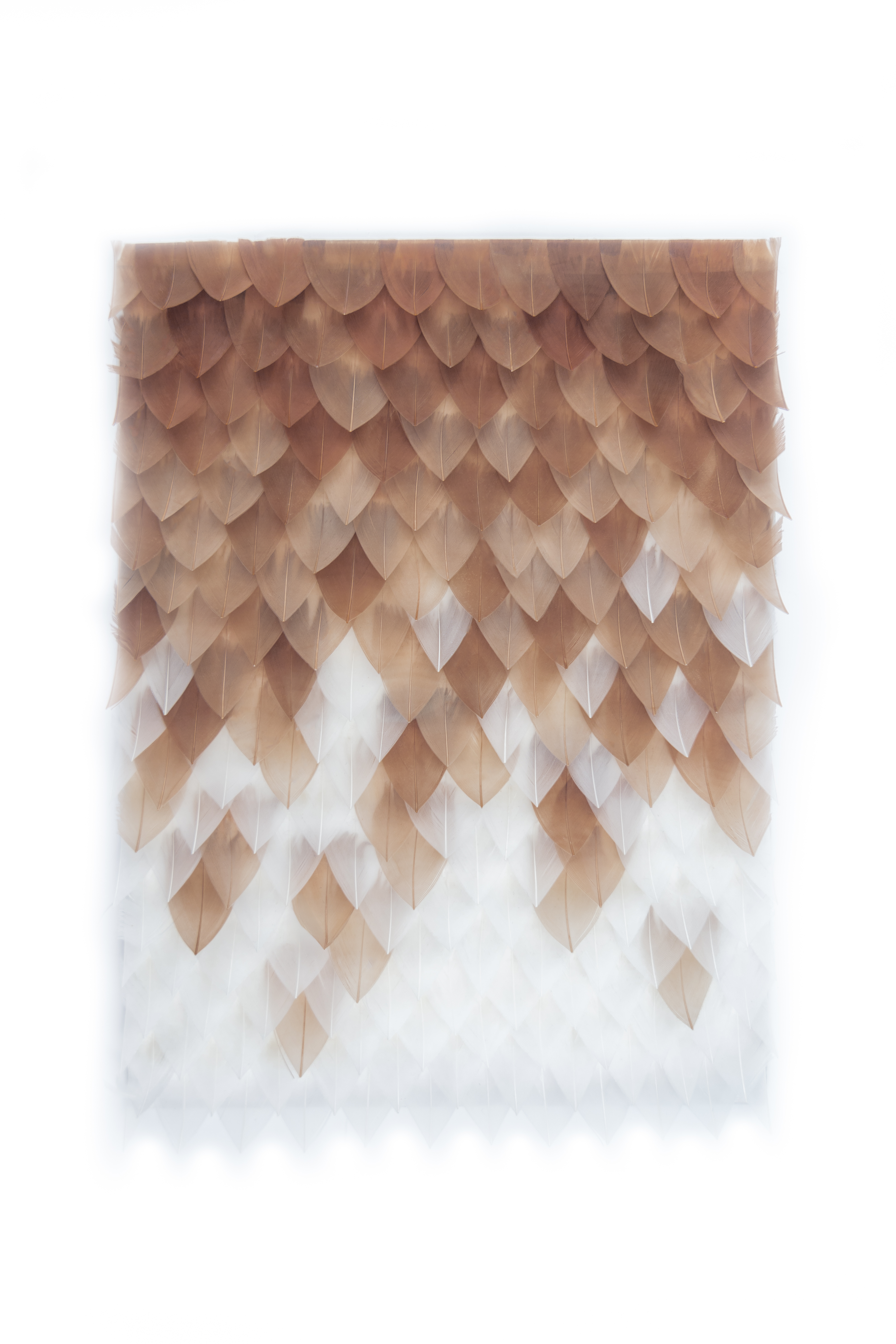 Echantillon plumasserie, Hera. Couleur : Marron, Blanc Catégorie : Graphic